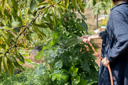 Close up of  woman watering plant in her garden.の写真素材