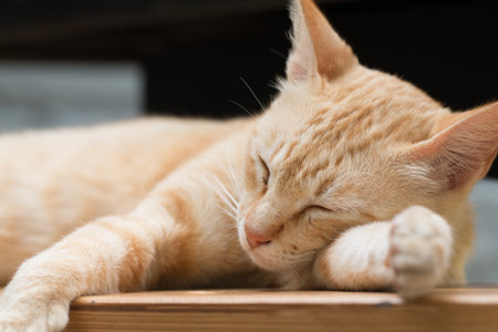 Close up Cute Ginger tabby cat as sleeping action.の写真素材