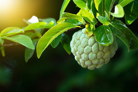 Sugar Apple or Custard Apple on tree.