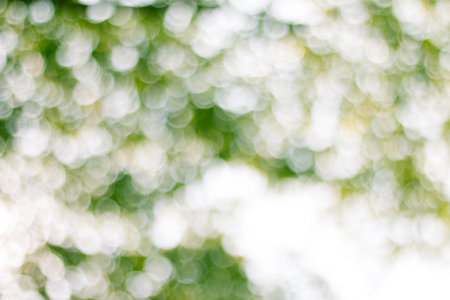 Natural green blurred abstract for background.の写真素材