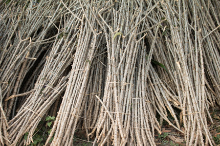 Cassava trunks for plantation.の写真素材