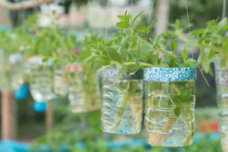 Regrowing vegetables  in water hanging on 
a bamboo railing.の写真素材
