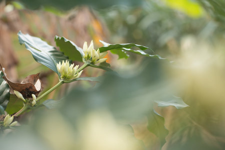 Coffee tree in blossom.の写真素材