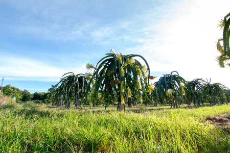 Dragon fruit on plant, Raw Pitaya fruit on tree, A pitaya or pitahaya is the fruit of several cactus species indigenous to the Americas. It's popular plantation in south-east Asia.の写真素材