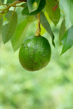 Avocado on plant or Raw avocado on tree fresh product in Thailand's organic farm,Avocado fruit on...