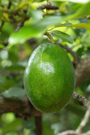 Avocado on plant or Raw avocado on tree fresh product in Thailand's organic farm,Avocado fruit on...
