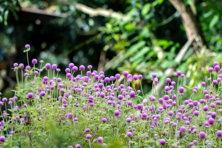globe amaranth flowers with green natural background.の写真素材