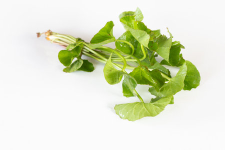 Centella asiatica leaves on white background.の写真素材