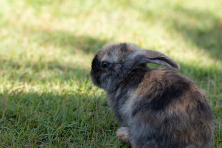 Little rabbit on green grass in summer day.の写真素材