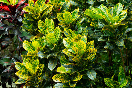 Close up of Croton or variegated Laurel yellow and green color of leaves plant in garden exterior...