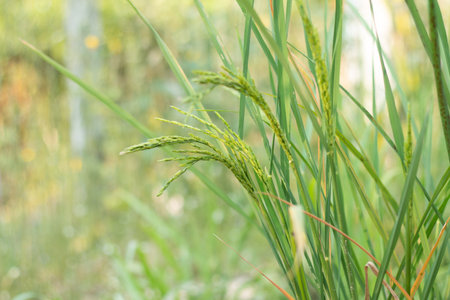 Closeup of rice spike in Paddy field on autumn.の写真素材
