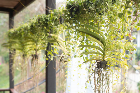 Decorative macrame plant hangers in restaurant.