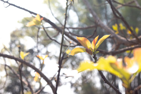 Avocado flower on plant.