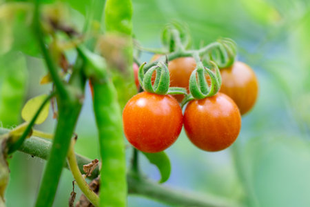Red tomatoes in the garden.の写真素材