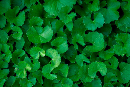 Close up Gotu kola leaves.