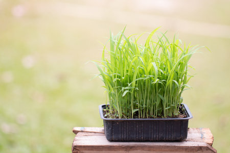 Closeup Millet seedlings sudangrass plant.の写真素材
