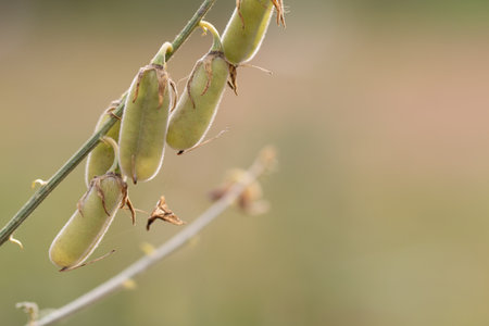 Closeup Sunhemp raw seeds.の写真素材