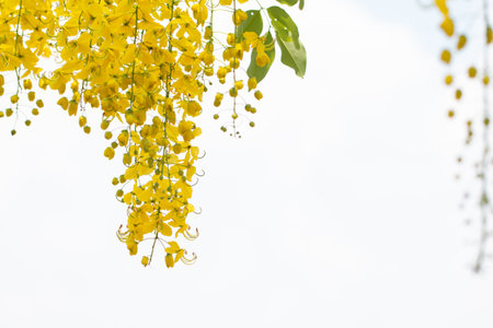 Cassia fistula flowers or golden shower flower with copy-space for nature background.の写真素材