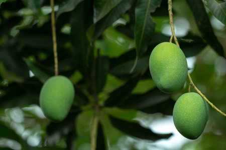 Fresh Raw and ripe  Mango on tree, Summer fruit on tree.の写真素材