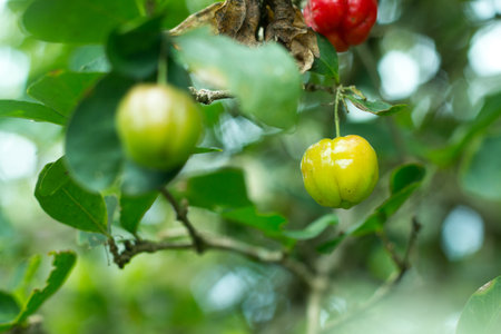 Fresh Barbados green cherry on tree.の写真素材