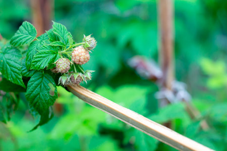 Green freshness raspberry leaves in spring season.の写真素材