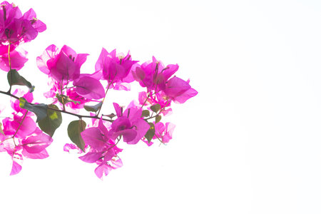 Beautiful  pink Bougainvillea flower on plant.の写真素材