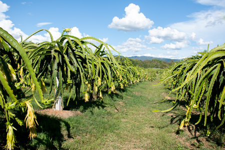 Plantation Dragon fruit on garden, Raw Pitaya fruit on tree, A pitaya or pitahaya is the fruit of several cactus species.の写真素材