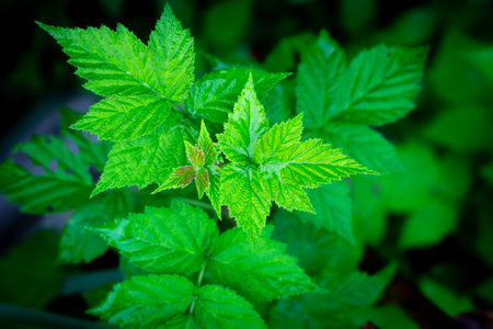 Green freshness raspberry leaves in spring season.