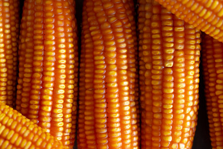 Soft focus Top View Dried Corn for food Background with Copy Space.