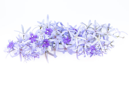Branches of purple flowers  on white  background. Flat lay, top view.の写真素材