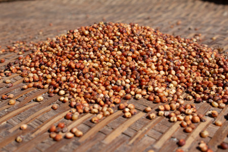 Drying millets on bamboo table background dried process.の写真素材