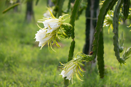 Dragon fruit flower on plant, A pitaya or pitahaya is the fruit of several cactus species indigenous to the Americas. It's popular plantation in south-east Asia.の写真素材