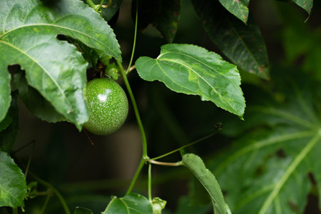 Close up of passion fruit on the vine.の写真素材