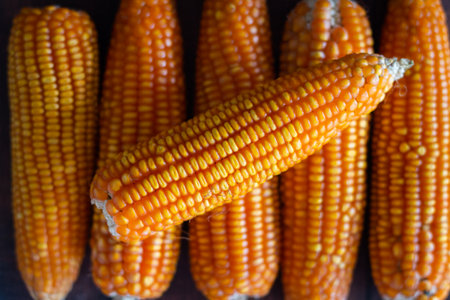 Soft focus Top View Dried Corn for food Background with Copy Space.