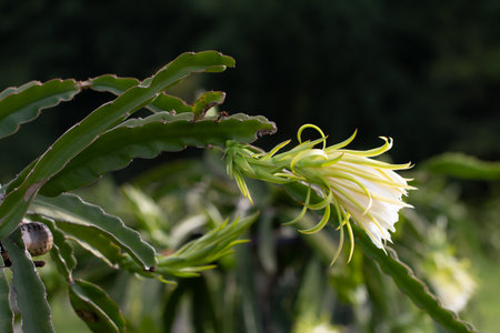 Dragon fruit flower on plant, A pitaya or pitahaya is the fruit of several cactus species indigenous to the Americas. It's popular plantation in south-east Asia.の写真素材