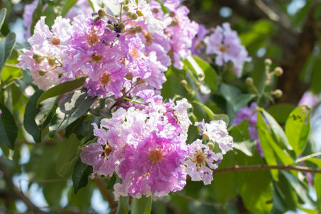 Beautiful purple flower of Lagerstroemia speciosa.の写真素材