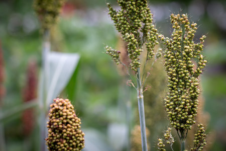 Close up Millets standing in field.