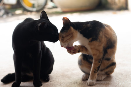 Two cats loving each other , Cleaning by licking hair.の写真素材