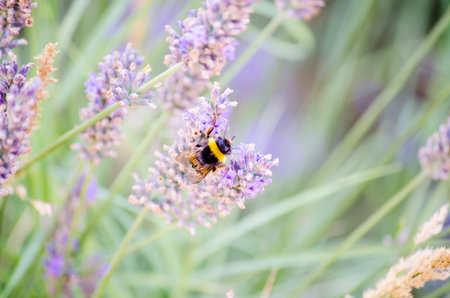 Bee pollinating lavender flowers