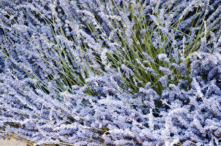 Blue dried lavender flowersの写真素材