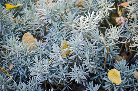 Autumn field with lavender flowersの写真素材