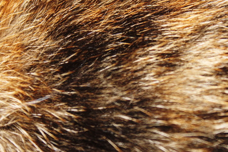 cat fur close-upの写真素材