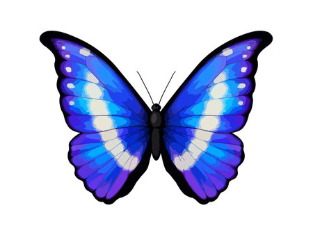 Blue tropical vector butterfly. Morpho rhetenor helena. Realistic vibrant detailed illustration. Isolated on white. South American butterfly.のイラスト素材