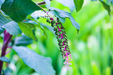 wild fruit plantsの写真素材