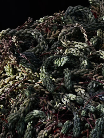 Close up of a pile of green and red succulent plants.の写真素材