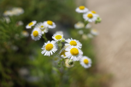 white flowerの写真素材