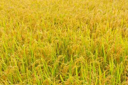 Field in Thailandの写真素材