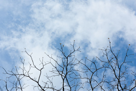 Blue sky and tree