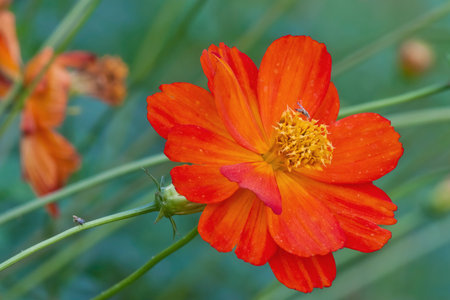 Cosmos flower in a gardenの写真素材