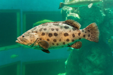 Aquarium fishの写真素材